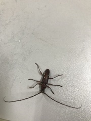 Ambonus interrogationis