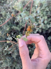 Lonicera subspicata denudata
