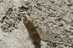 Phtheochroa