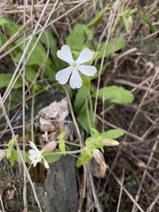 Silene marizii