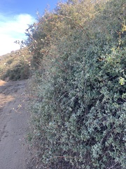 Lonicera subspicata denudata