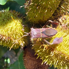 Leptoglossus zonatus