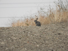 Oryctolagus cuniculus