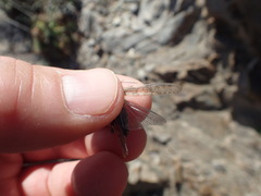Sphingonotus rubescens