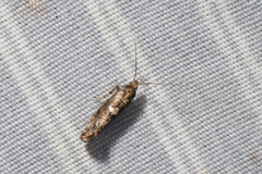 Acrolepiopsis assectella