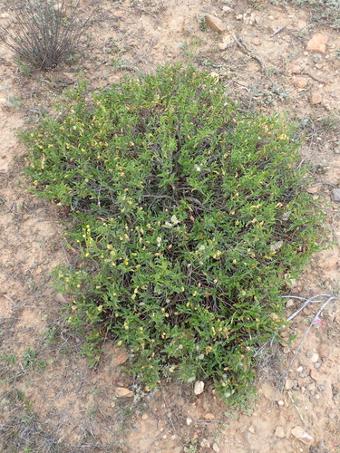 Image of Hermannia saccifera by (c) Nicola van Berkel, some rights reserved (CC BY-SA)
