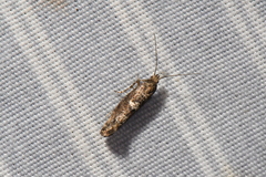 Acrolepiopsis assectella