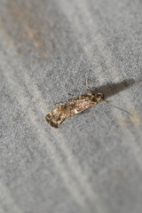 Acrolepiopsis assectella