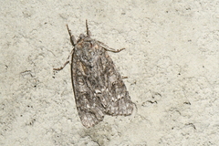 Acronicta impleta