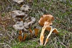 Craterellus lutescens