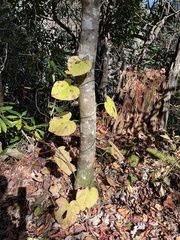 Aristolochia