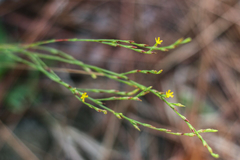 Hypericum gentianoides