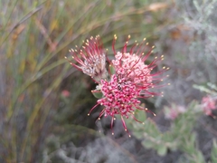 Leucospermum calligerum