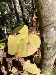 Aristolochia