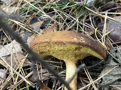 Xerocomus subtomentosus