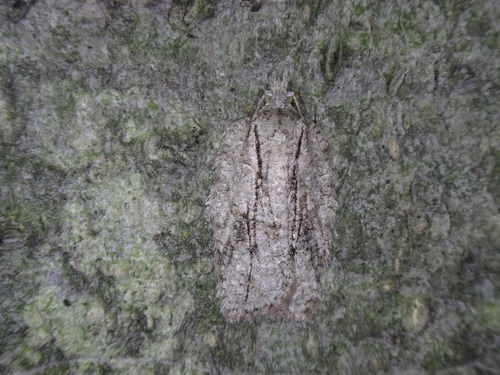 Black-lined Acleris photo 2
