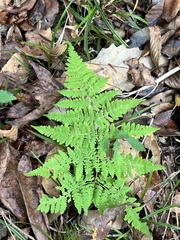 Macrothelypteris torresiana