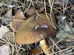 Xerocomus subtomentosus