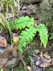 Deparia petersenii