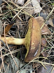 Xerocomus subtomentosus