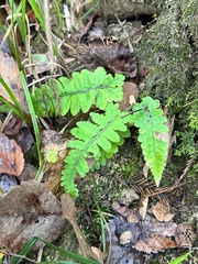 Deparia petersenii