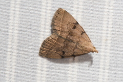 Zanclognatha dentata