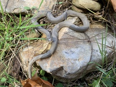 Regina septemvittata