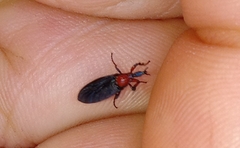 Dilophus pectoralis