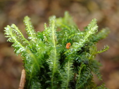 Plagiothecium denticulatum