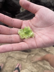 Ulva fasciata