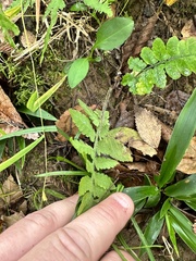 Deparia petersenii