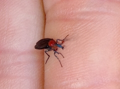 Dilophus pectoralis