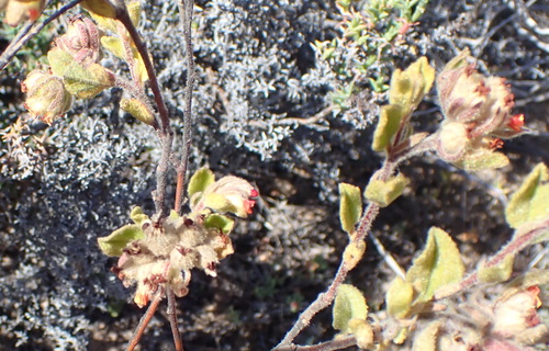 Image of Hermannia salviifolia by (c) Nicola van Berkel, some rights reserved (CC BY-SA)