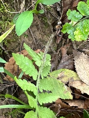 Deparia petersenii