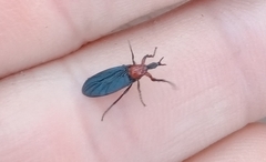Dilophus pectoralis
