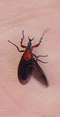 Dilophus pectoralis
