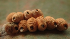 Eriococcus coriaceus