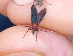 Dilophus pectoralis