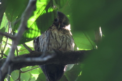 Strix virgata