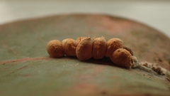 Eriococcus coriaceus