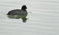 Fulica atra atra