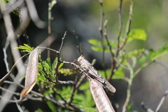Nomadacris septemfasciata
