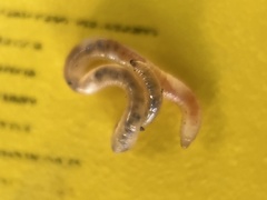 Enchytraeidae