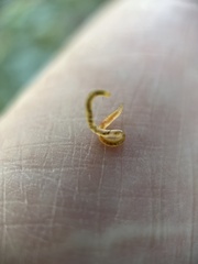 Enchytraeidae