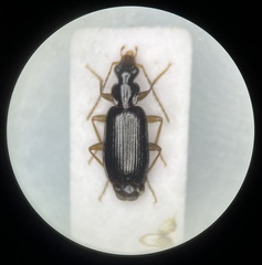 Dromius quadraticollis