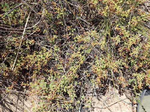 Image of Hermannia sp11 by (c) Nicola van Berkel, some rights reserved (CC BY-SA)