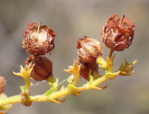 Image of Hermannia sp11 by (c) Nicola van Berkel, some rights reserved (CC BY-SA)