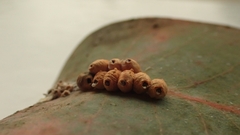 Eriococcus coriaceus