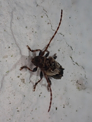 Pogonocherus hispidus