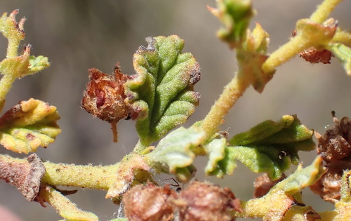 Image of Hermannia sp11 by (c) Nicola van Berkel, some rights reserved (CC BY-SA)